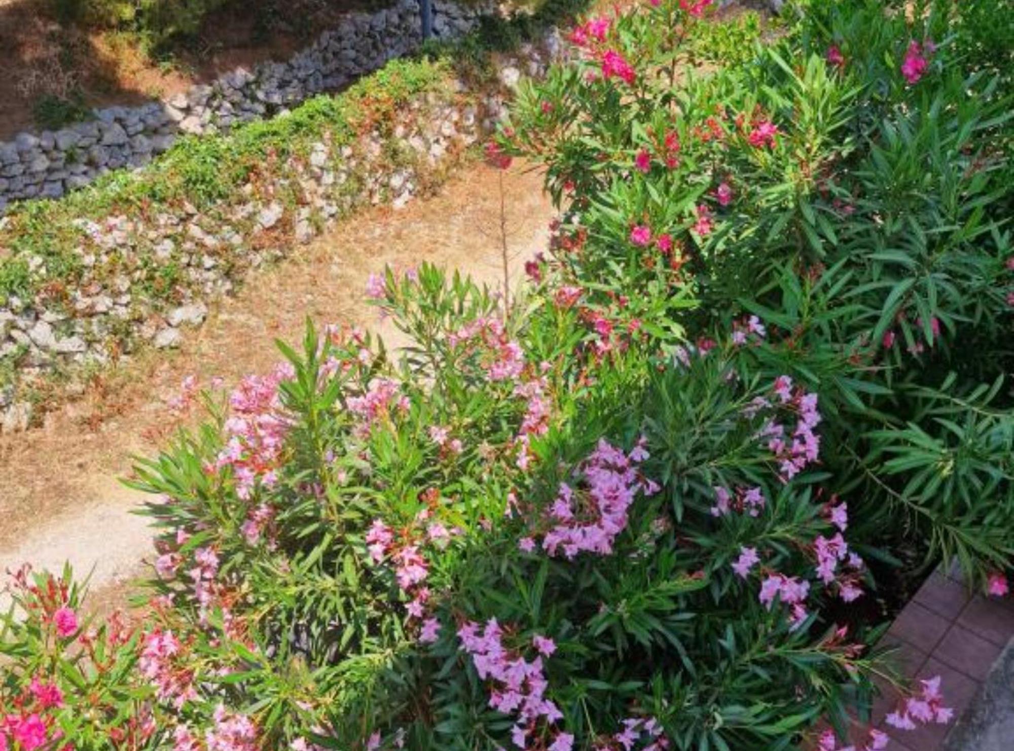 Pansion Belvedere Mali Lošinj Dış mekan fotoğraf