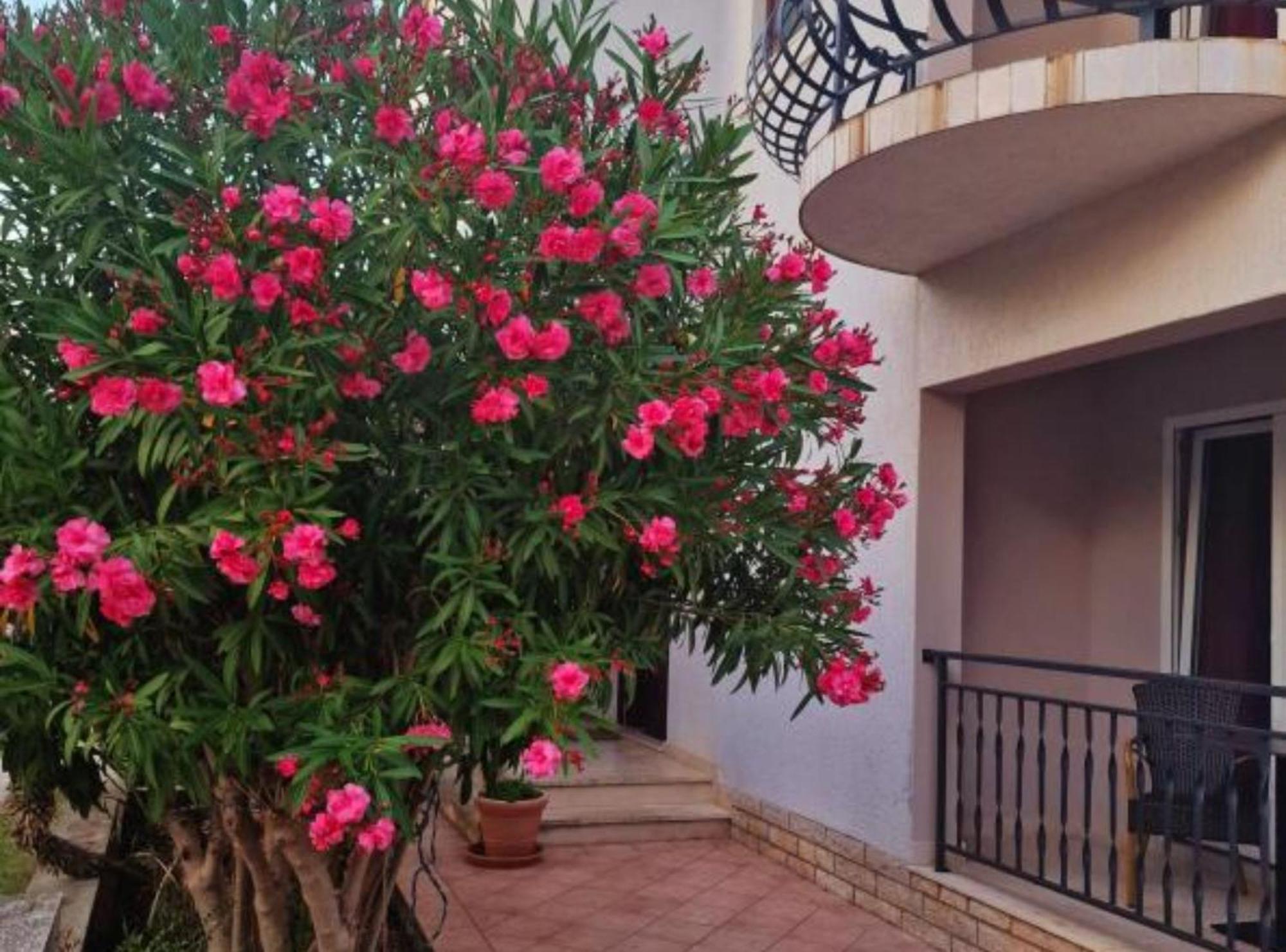 Pansion Belvedere Mali Lošinj Dış mekan fotoğraf
