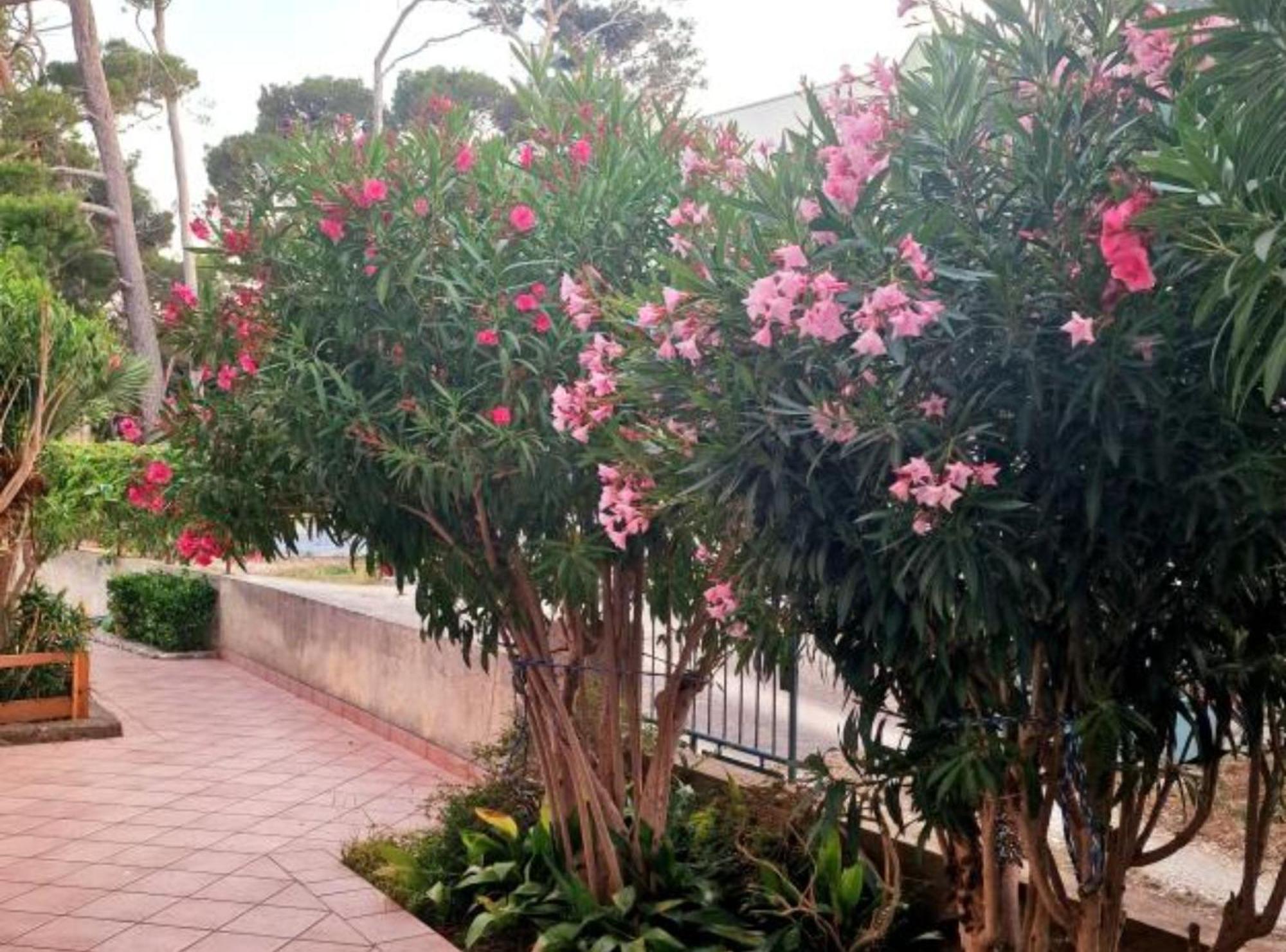 Pansion Belvedere Mali Lošinj Dış mekan fotoğraf